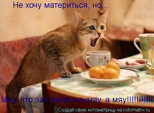 Не хочу материться, но... Мяу, что это такое мяумяу, а мяу!!!!!!!!!!!!!... Котоматрица: Не хочу материться, но... Мяу, что это такое мяумяу, а мяу!!!!!!!!!!!!!