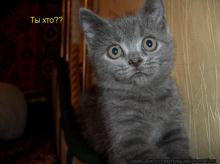 Ты хто??... Котоматрица: Ты хто??