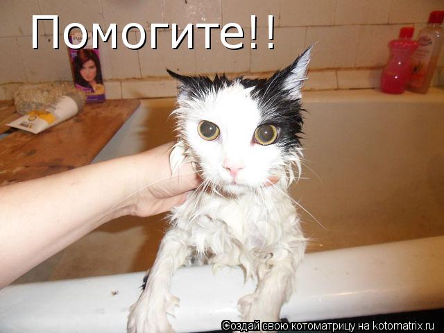 Помогите!!... Котоматрица: Помогите!!