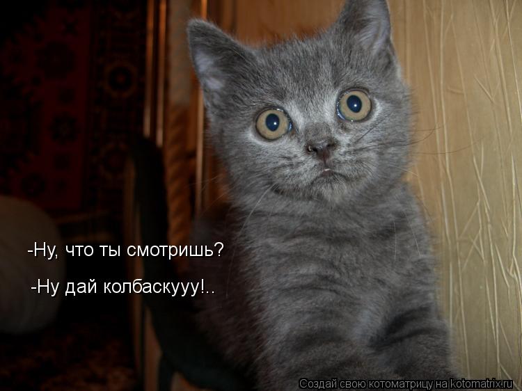 -Ну, что ты смотришь? -Ну дай колбаскууу!..... Котоматрица: -Ну, что ты смотришь? -Ну дай колбаскууу!..