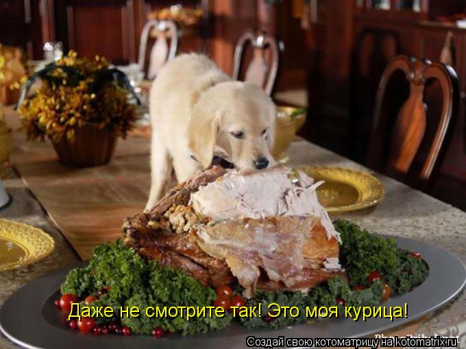 Даже не смотрите так! Это моя курица!... Котоматрица: Даже не смотрите так! Это моя курица!
