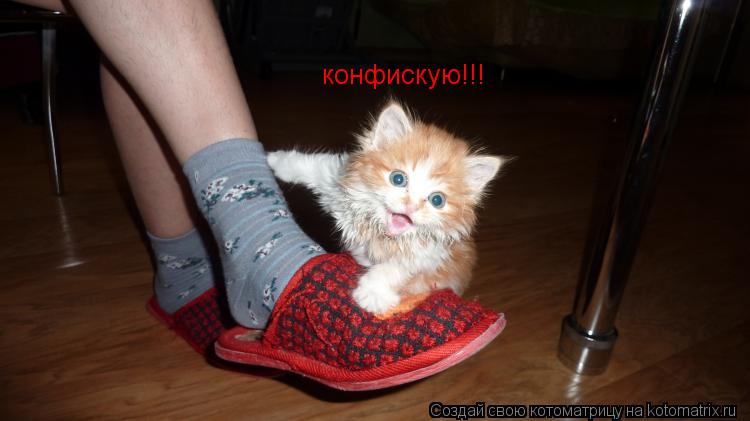 конфискую!!!... Котоматрица: конфискую!!!
