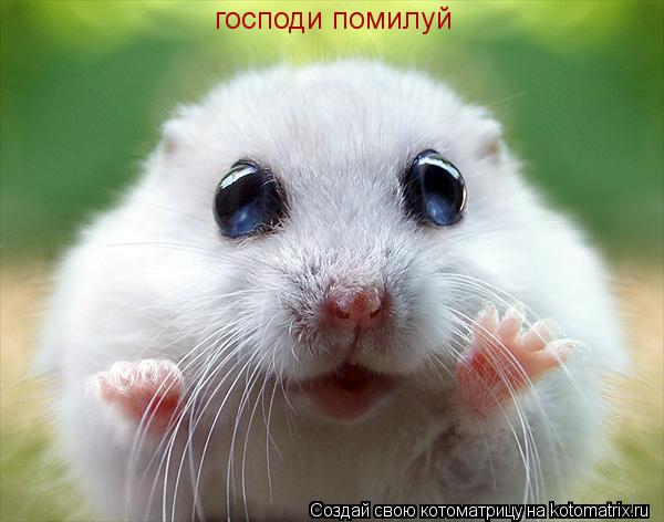 господи помилуй... Котоматрица: господи помилуй