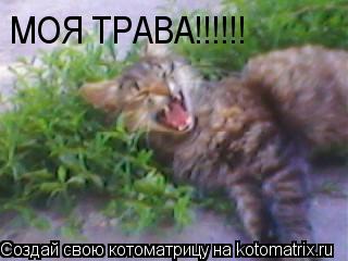 МОЯ ТРАВА!!!!!!... Котоматрица: МОЯ ТРАВА!!!!!!
