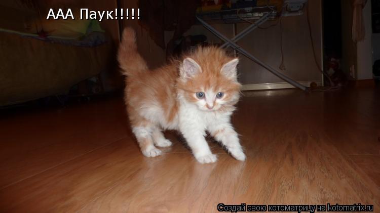 ААА Паук!!!!!... Котоматрица: ААА Паук!!!!!