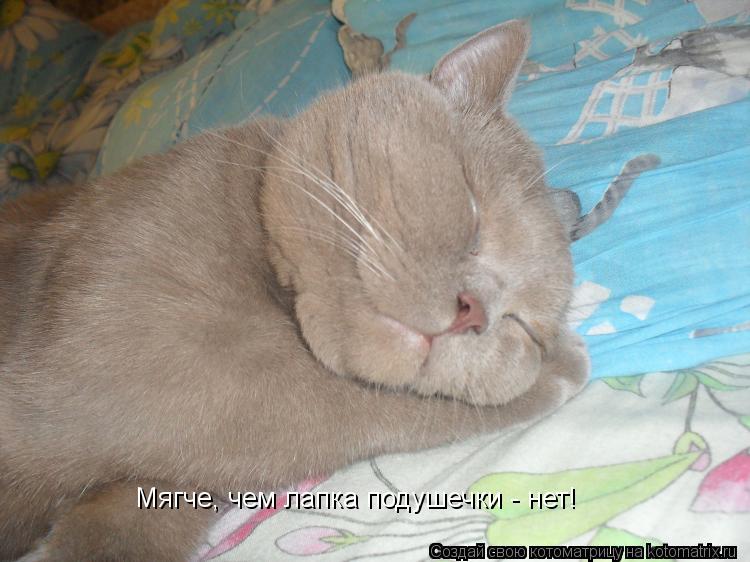 Мягче, чем лапка подушечки - нет!... Котоматрица: Мягче, чем лапка подушечки - нет!