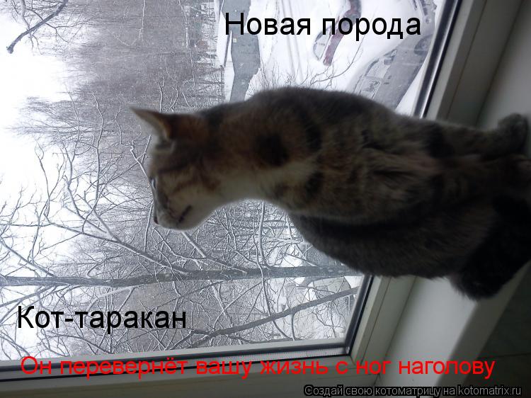 Новая порода Кот-таракан Он перевернёт вашу жизнь с ног наголову... Котоматрица: Новая порода Кот-таракан Он перевернёт вашу жизнь с ног наголову