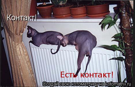 Контакт! Есть контакт!... Котоматрица: Контакт! Есть контакт!