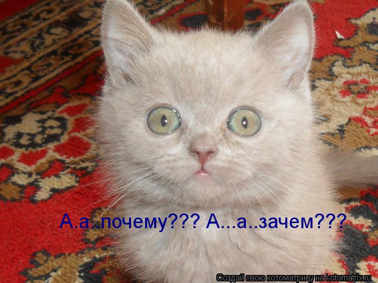 А.а..почему??? А...а..зачем???... Котоматрица: А.а..почему??? А...а..зачем???