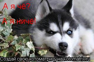 А я чё? А я ничё!... Котоматрица: А я чё? А я ничё!