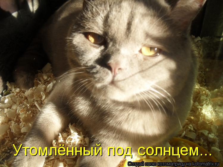 Утомлённый под солнцем...... Котоматрица: Утомлённый под солнцем...