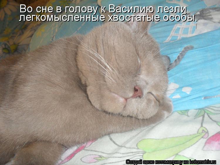 Котоматрица: Во сне в голову к Василию лезли легкомысленные хвостатые особы.