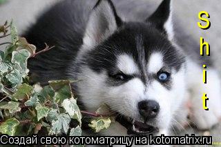 S h i t... Котоматрица: S h i t