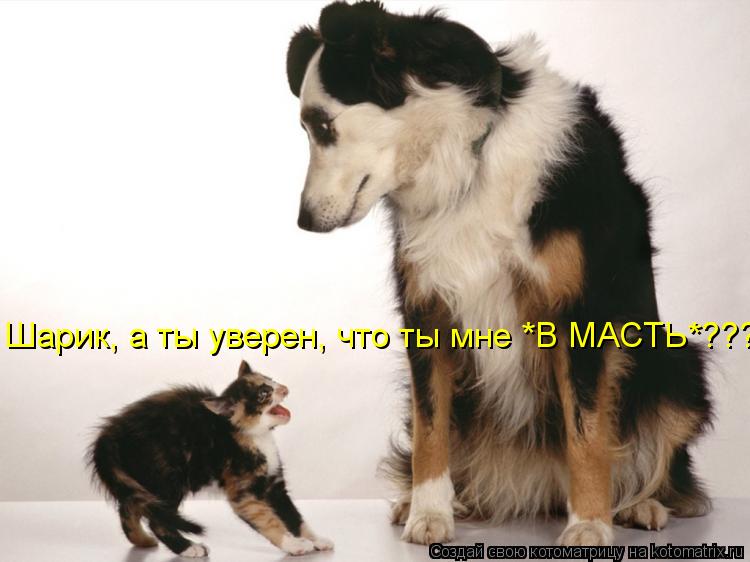 Шарик, а ты уверен, что ты мне *В МАСТЬ*???... Котоматрица: Шарик, а ты уверен, что ты мне *В МАСТЬ*???