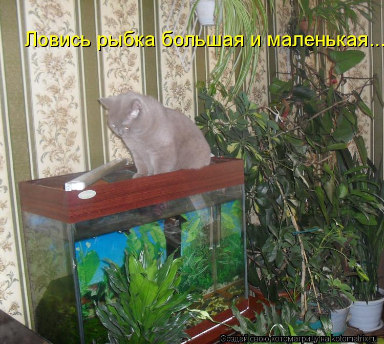 Ловись рыбка большая и маленькая...... Котоматрица: Ловись рыбка большая и маленькая...