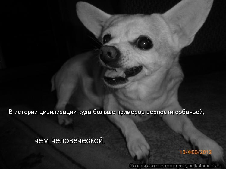 чем человеческой. В истории цивилизации куда больше примеров верности собачьей,... Котоматрица: чем человеческой. В истории цивилизации куда больше примеров верности собачьей,