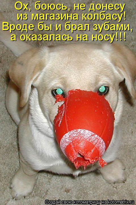 Ох, боюсь, не донесу из магазина колбасу! Вроде бы и брал зубами, а оказалась на носу!!!... Котоматрица: Ох, боюсь, не донесу из магазина колбасу! Вроде бы и брал зубами, а оказалась на носу!!!