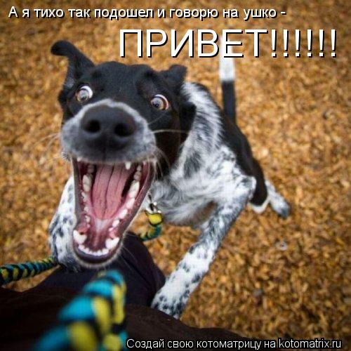 А я тихо так подошел и говорю на ушко - ПРИВЕТ!!!!!!... Котоматрица: А я тихо так подошел и говорю на ушко - ПРИВЕТ!!!!!!