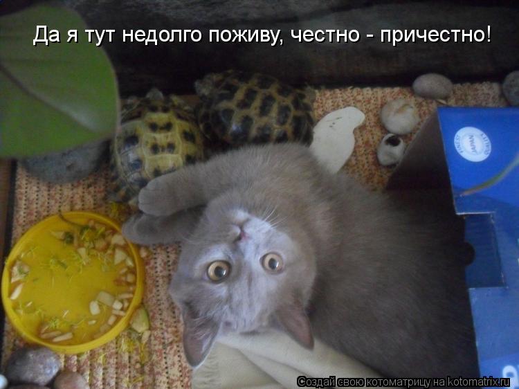 Да я тут недолго поживу, честно - причестно!... Котоматрица: Да я тут недолго поживу, честно - причестно!