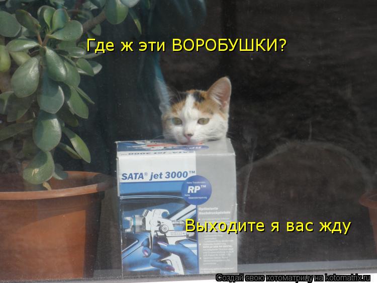 Где ж эти ВОРОБУШКИ? Выходите я вас жду... Котоматрица: Где ж эти ВОРОБУШКИ? Выходите я вас жду