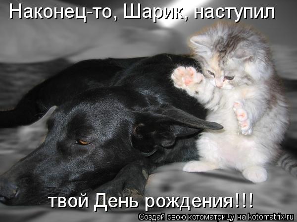 Наконец-то, Шарик, наступил твой День рождения!!!... Котоматрица: Наконец-то, Шарик, наступил твой День рождения!!!