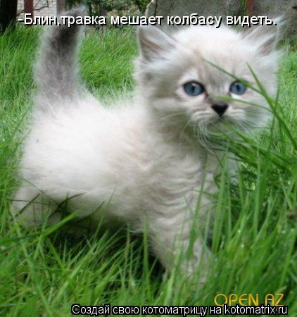 -Блин,травка мешает колбасу видеть.... Котоматрица: -Блин,травка мешает колбасу видеть.