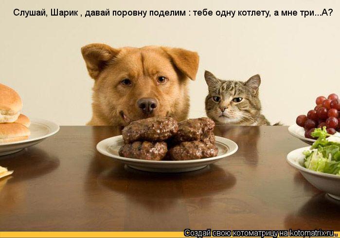 Слушай, Шарик , давай поровну поделим : тебе одну котлету, а мне три...А?... Котоматрица: Слушай, Шарик , давай поровну поделим : тебе одну котлету, а мне три...А?