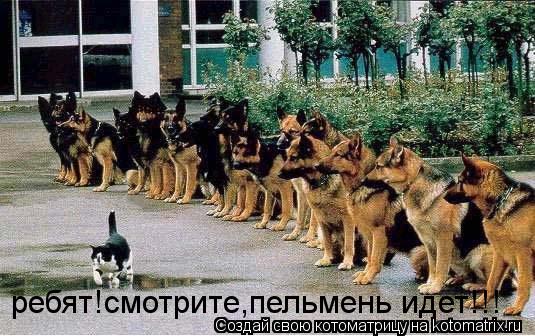 ребят!смотрите,пельмень идет!!!... Котоматрица: ребят!смотрите,пельмень идет!!!