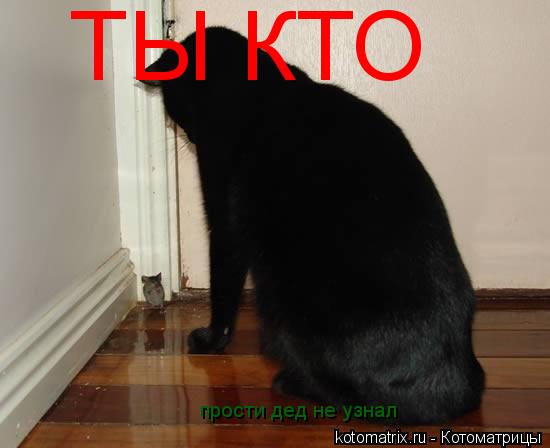 ТЫ КТО прости дед не узнал... Котоматрица: ТЫ КТО прости дед не узнал