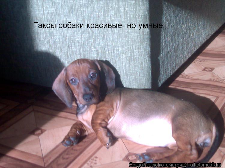 Таксы собаки красивые, но умные.... Котоматрица: Таксы собаки красивые, но умные.