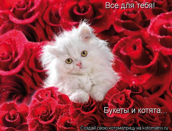 Все для тебя! Букеты и котята...... Котоматрица: Все для тебя! Букеты и котята...