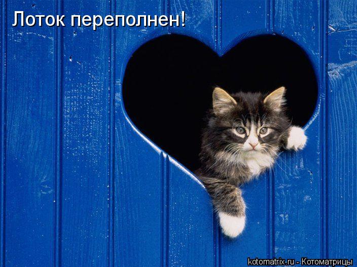 Лоток переполнен!... Котоматрица: Лоток переполнен!