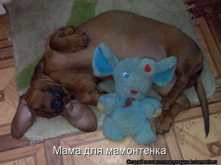 Мама для мамонтенка... Котоматрица: Мама для мамонтенка