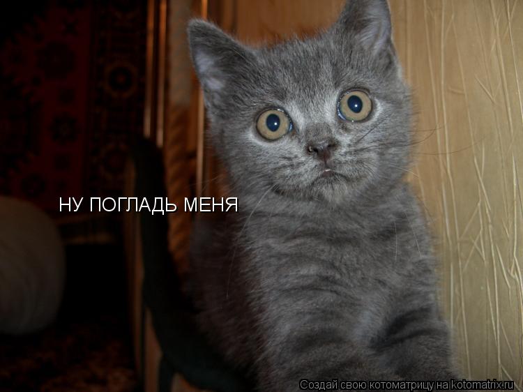 НУ ПОГЛАДЬ МЕНЯ... Котоматрица: НУ ПОГЛАДЬ МЕНЯ