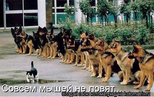 Совсем мышей не ловят...... Котоматрица: Совсем мышей не ловят...
