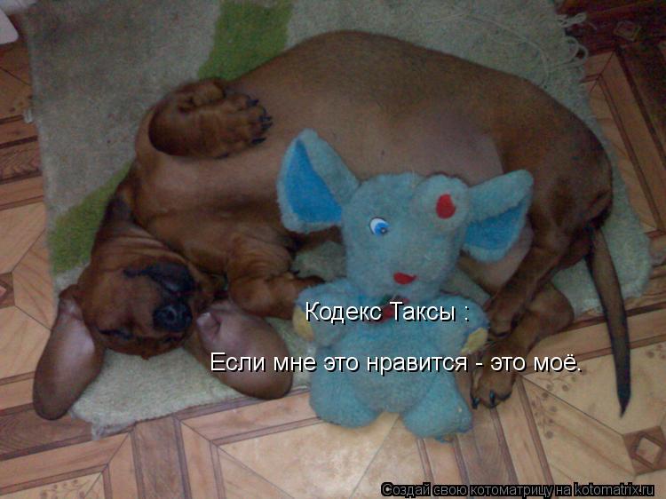 Кодекс Таксы : Если мне это нравится - это моё.... Котоматрица: Кодекс Таксы : Если мне это нравится - это моё.