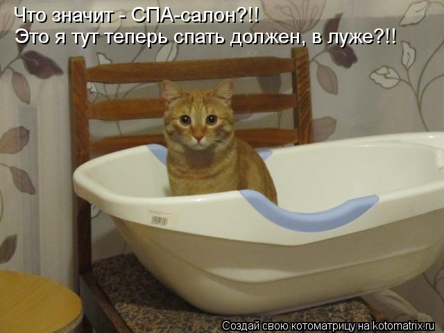 Что значит - СПА-салон?!! Это я тут теперь спать должен, в луже?!!... Котоматрица: Что значит - СПА-салон?!! Это я тут теперь спать должен, в луже?!!