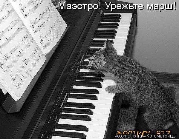 Маэстро! Урежьте марш!... Котоматрица: Маэстро! Урежьте марш!