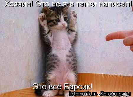 Хозяин! Это не я в тапки написал! Это всё Барсик!... Котоматрица: Хозяин! Это не я в тапки написал! Это всё Барсик!