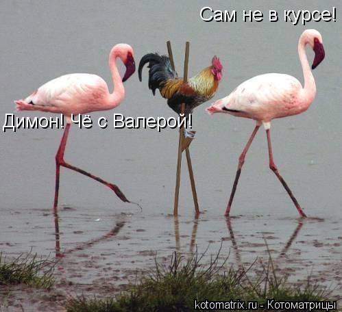 Сам не в курсе! Димон! Чё с Валерой!... Котоматрица: Сам не в курсе! Димон! Чё с Валерой!
