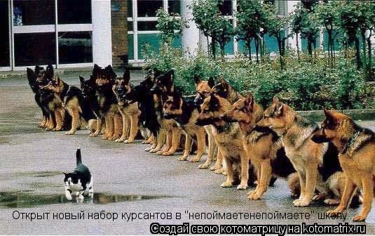 Открыт новый набор курсантов в "непоймаетенепоймаете" школу...... Котоматрица: Открыт новый набор курсантов в "непоймаетенепоймаете" школу...