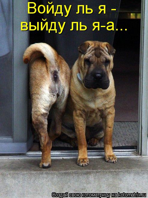 Войду ль я - выйду ль я-а...... Котоматрица: Войду ль я - выйду ль я-а...