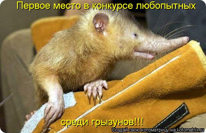 Первое место в конкурсе любопытных среди грызунов!!!... Котоматрица: Первое место в конкурсе любопытных среди грызунов!!!