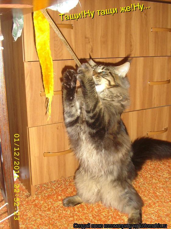 Тащи!Ну тащи же!Ну...... Котоматрица: Тащи!Ну тащи же!Ну...