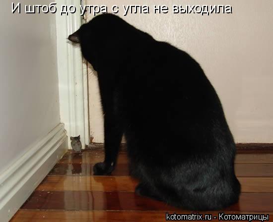 И штоб до утра с угла не выходила... Котоматрица: И штоб до утра с угла не выходила