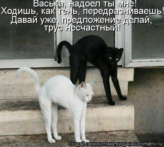 Васька, надоел ты мне! Ходишь, как тень, передразниваешь! трус несчастный! Давай уже, предложение дел... Котоматрица: Васька, надоел ты мне! Ходишь, как тень, передразниваешь! трус несчастный! Давай уже, предложение делай,