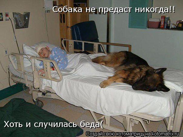 Собака не предаст никогда!! Хоть и случилась беда(... Котоматрица: Собака не предаст никогда!! Хоть и случилась беда(