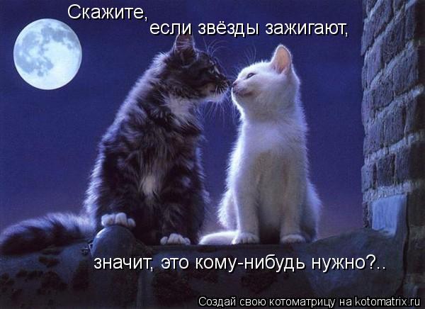 Скажите, если звёзды зажигают, значит, это кому-нибудь нужно?..... Котоматрица: Скажите, если звёзды зажигают, значит, это кому-нибудь нужно?..