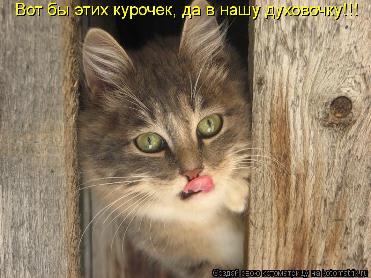 Вот бы этих курочек, да в нашу духовочку!!!... Котоматрица: Вот бы этих курочек, да в нашу духовочку!!!