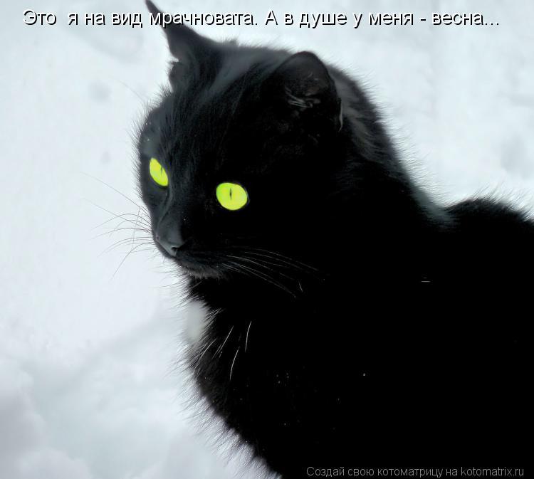 Это я на вид мрачновата. А в душе у меня - весна...... Котоматрица: Это я на вид мрачновата. А в душе у меня - весна...